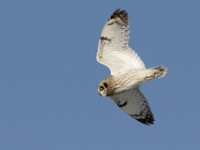 IMG 2609c  Short-eared Owl (Asio flammeus)